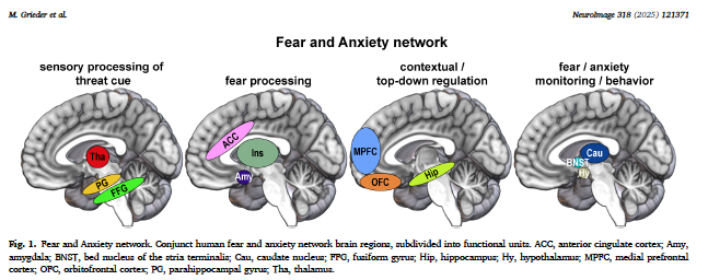 Fear and Anxiety network